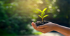 Organic Essentials Oils - Nature's 'Green-Fingered' Garden Helpers