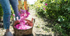 The Geranium Rose Garden of Essential Oils